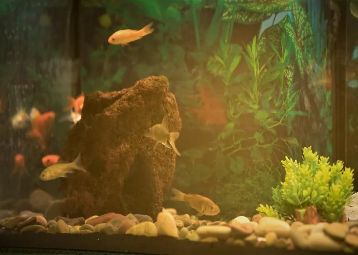 Potenza 3* נאפולי