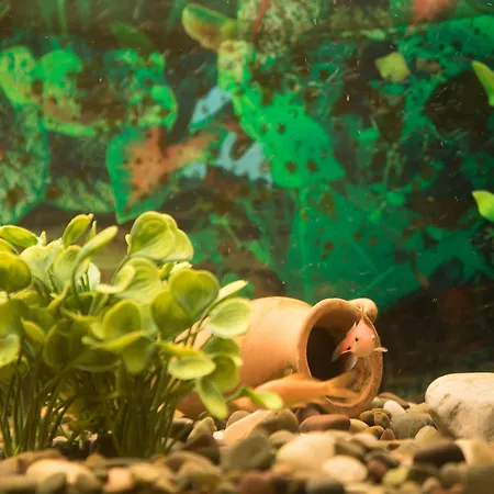 波腾萨酒店 酒店